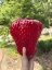 Váza STRAWBERRY